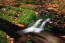 Fallen leaves and a woodland stream