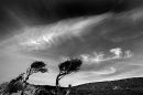Trees bent by the wind on the Gower Peninsula