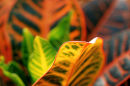 Croton Leaves in Montreal's Botanical Garden