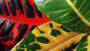 Croton Leaves in Montreal's Botanical Garden