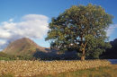 Tree by Crummock Water