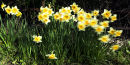 Daffodils in England's Lake District