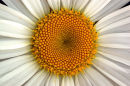 Daisy Detail