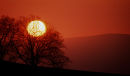 Trees silhouetted on Dartmoor