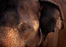 Indian elephant