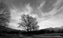 Trees and high cloud at Elterwater