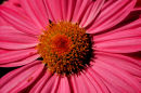 Flower detail in Montreal's Botanical Garden