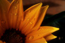 Raindrops on flower