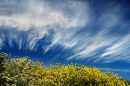 Clouds and Flowers