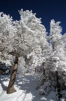 Maples covered in a heavy hoar frost 