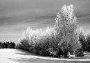 A stand of birch trees covered in frost