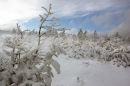 Ice encrusted trees