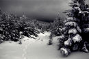 Pine woods after fresh snow