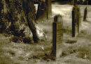 Graves and tree roots at The Old Cemetery in Halifax