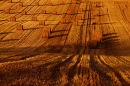 Rolls of hay in harvested field