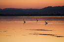 Herons at sunset