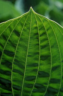Hosta leaf detail in Montreal's Botanical Garden