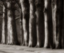 A row of trees in the Keukenhof Gardens near Amsterdam