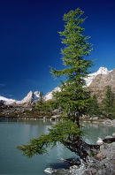 Larch tree at Lac de Miage