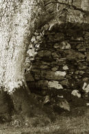 Oak roots and dry stone wall