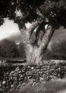 Sycamore and dry stone wall