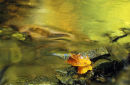 Maple leaf and autumn colours
