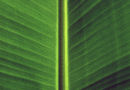 Leaf Detail in Montreal's Botanical Garden