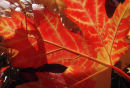 Autumn Leaf Detail