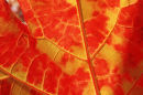 Autumn Leaf Detail