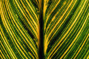 Leaf Detail in Montreal's Botanical Garden
