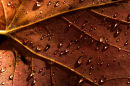 Rain drops on a fallen maple leaf