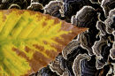 Beech leaf and fungus