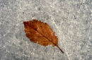 Autumn leaf on ice