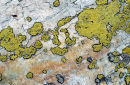 Lichen on Rock, French Alps.