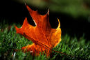 Autumn Maple Leaf