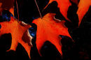 Autumn Maple Leaves