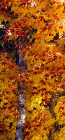 Autumn maple