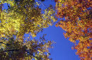 Autumn maples