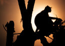 Monkey in tree at sunset