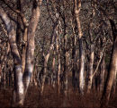 Woodland Scene