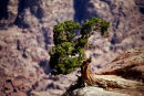 Natural bonsai