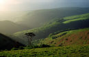 Lone tree on Exmoor