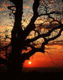 Sunset behind oak tree