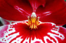 Orchid detail in Montreal's Botanical Garden