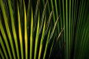 Palm Leaves