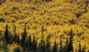 Autumn Birch Trees