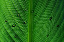 Leaf Detail in Montreal's Botanical Garden
