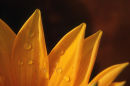Raindrops on petals