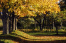 Maples in a garden