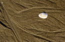 Patterns in the Sand